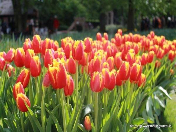 Tulip gardens in Netherlands